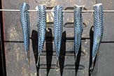 Drying Atlantic mackerel before smoking.