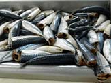 Gutted Atlantic mackerel