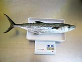 Spanish mackerel has dotted body.