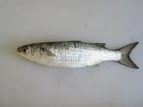 Smoked Mullet