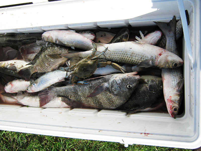 Immigrant family using castnet to catch food fish mullet in