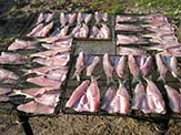 Fish may be patted dry with a paper towel, then left briefly to dry.