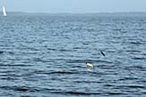 Mullet constantly jump out of the water. They can be easily seen emerging from the water in succession in bays, beach areas, and near grassflats. <em>Photo courtesy Benjamin Cox, North Carolina.