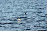 Jumping mullet. <em>Photo courtesy Benjamin Cox, North Carolina.</em>