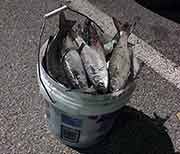 Bucket full of mullet