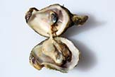 Oyster