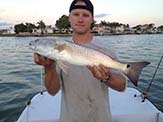 Red drum