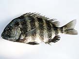 Sheepshead