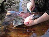 A cut is made around the gill cover. There is no need to cut off the head or gut the fish when filleting.