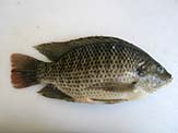 Tilapia