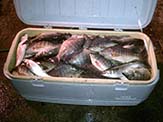 A nice catch of tilapias taken by casting net on a lake.