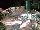 Tilapia caught in brackish water - mullet and blue crab in the mix.