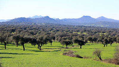 dehesa forest