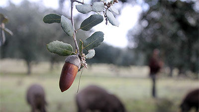 Oak acorns