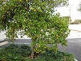 kumquat tree