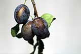 plum damson