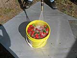 washing strawberries