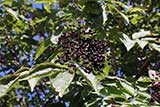 Elderberry fruit