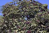 Elderberry tree