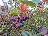 Aronia plant