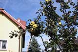 Quince tree