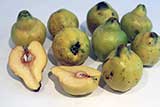 Quince fruit