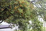 Apricot type little plums grow everywhere in Poland. They were used for making this chutney.