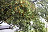 Apricot type little plums grow everywhere in Poland. They were used for making this chutney.